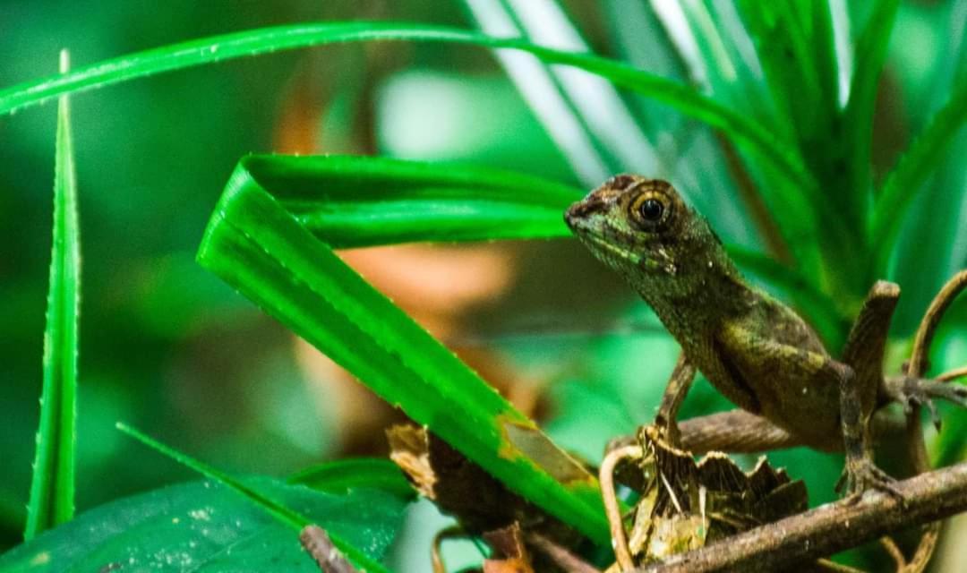 Sinharaja Forest Gate Deniyaya Luaran gambar