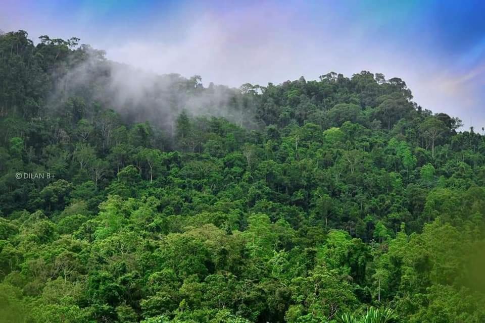 Sinharaja Forest Gate Deniyaya Luaran gambar