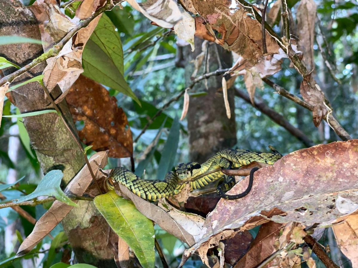 Sinharaja Forest Gate Deniyaya Luaran gambar