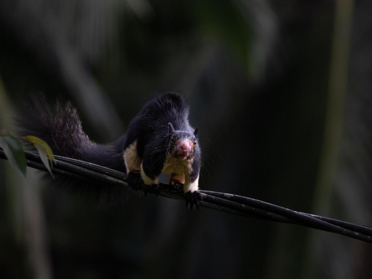 Sinharaja Forest Gate Deniyaya Luaran gambar